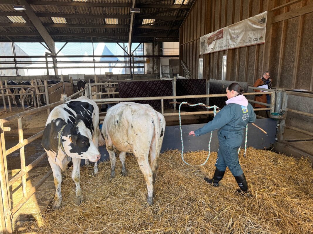 Une jeune femme approche deux génisses de race Holstei avec un corde