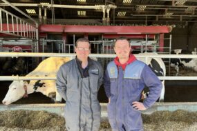 deux éleveurs devant une table d'alimentation dans une stabulation