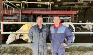 deux éleveurs devant une table d'alimentation dans une stabulation