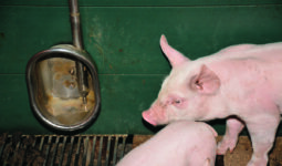 un abreuvoir avec 2 porcelets dans une case d'un bâtiment d'élevage