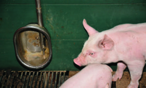 un abreuvoir avec 2 porcelets dans une case d'un bâtiment d'élevage