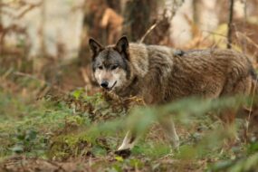 Un loup dans une fprêt