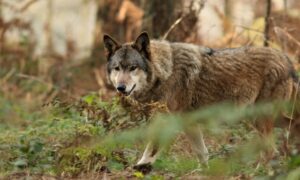Un loup dans une fprêt