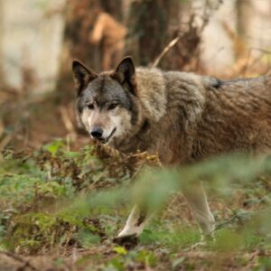 Un loup dans une fprêt