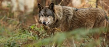 Un loup dans une fprêt