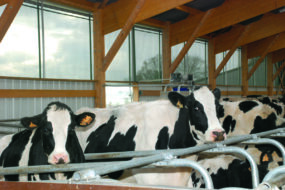 Vaches laitières Holstein dans une stabulation
