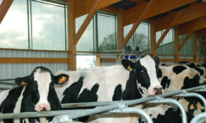 Vaches laitières Holstein dans une stabulation