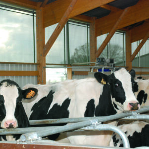 Vaches laitières Holstein dans une stabulation