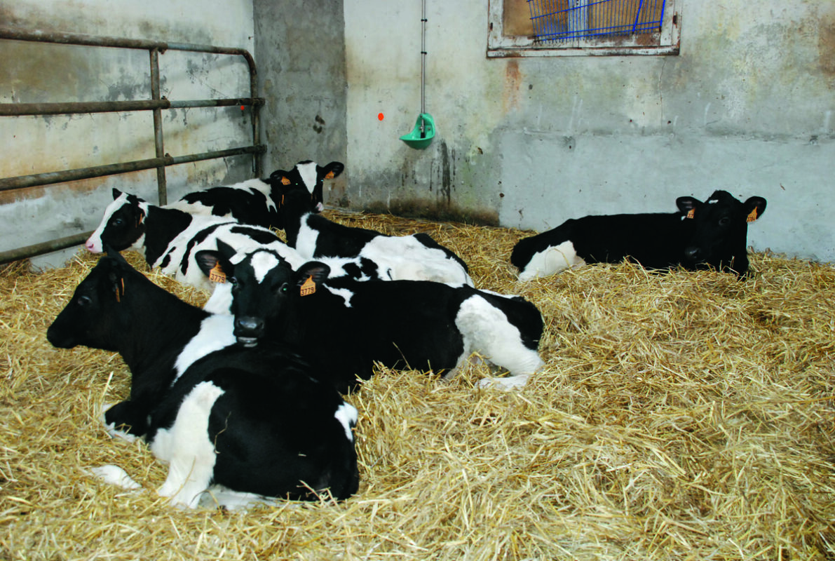 Un bon paillage est le préalable à tout.