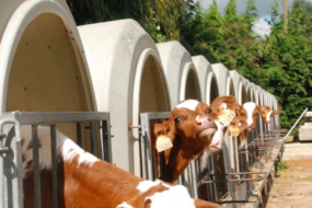 Rangée de niches individuelles avec des veaux laitiers Pie Rouge