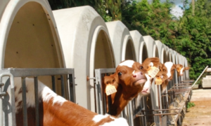 Rangée de niches individuelles avec des veaux laitiers Pie Rouge