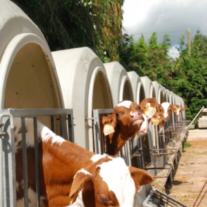 Rangée de niches individuelles avec des veaux laitiers Pie Rouge