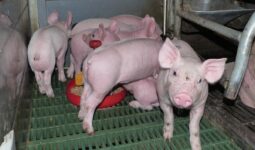 Des porcelets dans une case en tran de manger de l'aliment dans une gamelle