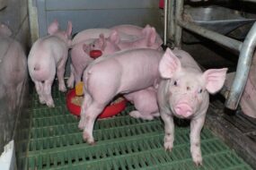 Des porcelets dans une case en tran de manger de l'aliment dans une gamelle