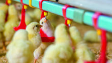 Gros plan sur des poussins en train de boire dans un bâtiment d'élevage de volailles