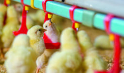 Gros plan sur des poussins en train de boire dans un bâtiment d'élevage de volailles