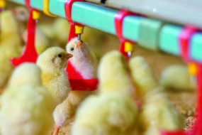 Gros plan sur des poussins en train de boire dans un bâtiment d'élevage de volailles