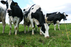 Vaches laitières à l'herbe