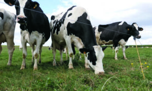 Vaches laitières à l'herbe