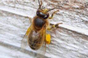 abeille avec du pollen de colza sur les pattes