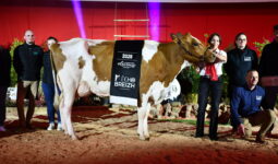 Un groupe de personnes et une vache Pie Rouge sur un ring lors de la remise des prix d'un concours bovin
