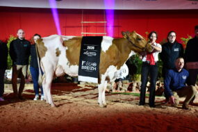 Un groupe de personnes et une vache Pie Rouge sur un ring lors de la remise des prix d'un concours bovin