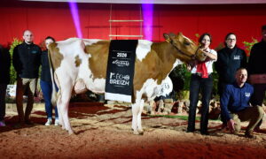 Un groupe de personnes et une vache Pie Rouge sur un ring lors de la remise des prix d'un concours bovin