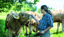 éleveuse des vaches brunes dans un champ à l'ombre d'un arbre