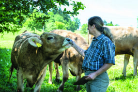 éleveuse des vaches brunes dans un champ à l'ombre d'un arbre