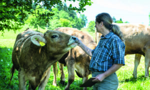 éleveuse des vaches brunes dans un champ à l'ombre d'un arbre