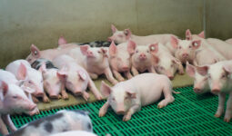 Des porcelets en post sevrage dans une case collective d'un bâtiment d'élevage