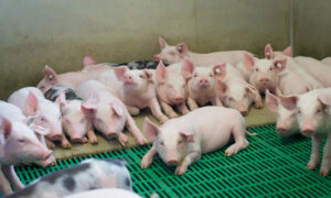 Des porcelets en post sevrage dans une case collective d'un bâtiment d'élevage