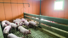 Des porcs en case collectives dans un bâtiment d'élevage avec une grande fenêtre qui laisse entrer la lumière