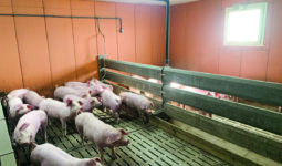 Des porcs en case collectives dans un bâtiment d'élevage avec une grande fenêtre qui laisse entrer la lumière