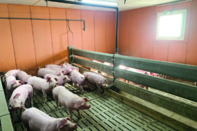 Des porcs en case collectives dans un bâtiment d'élevage avec une grande fenêtre qui laisse entrer la lumière