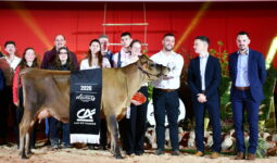 Un groupe de personnes et une vache sur un ring lors de la remise des prix d'un concours bovin