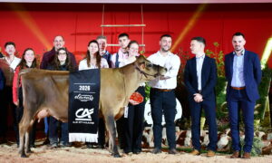 Un groupe de personnes et une vache sur un ring lors de la remise des prix d'un concours bovin