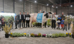 Des personnes autour d'une vache lors de la remise des prix d'un concours