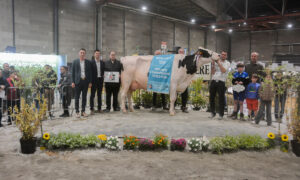 Des personnes autour d'une vache lors de la remise des prix d'un concours