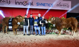 Un groupe de personnes et une génisse et un taureau sur un ring lors de la remise des prix d'un concours bovin