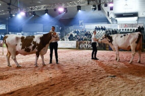 Présentation de Montbéliardes sur un ring