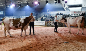 Présentation de Montbéliardes sur un ring