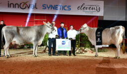 Un groupe de personnes et deux bovins sur un ring lors de la remise des prix d'un concours bovin