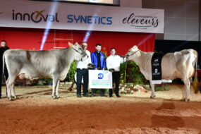 Un groupe de personnes et deux bovins sur un ring lors de la remise des prix d'un concours bovin