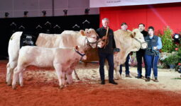 Charolaises avec des personnes