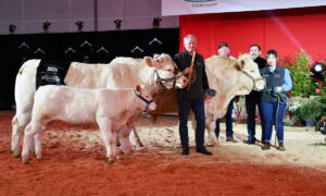 Charolaises avec des personnes