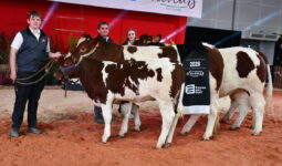 Un groupe de personnes et des vaches Rouges des prés sur un ring lors d'un concours bovin
