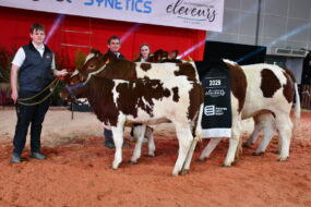 Un groupe de personnes et des vaches Rouges des prés sur un ring lors d'un concours bovin