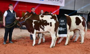Un groupe de personnes et des vaches Rouges des prés sur un ring lors d'un concours bovin