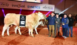 Un groupe de personnes et des bovins de race Blonde d'Aquitaine sur un ring lors de la remise des prix d'un concours bovin